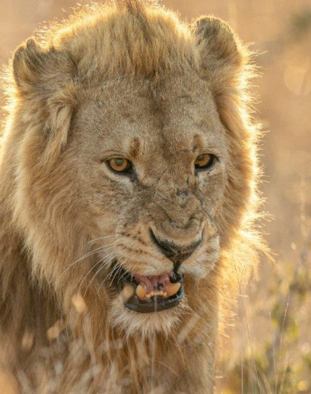 32Richard De Gouveia Lions 26082020 FINAL