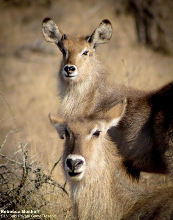 02Rebecca Boshoff Waterbuck 1 Final 02Rebecca Boshoff Waterbuck 1 Final