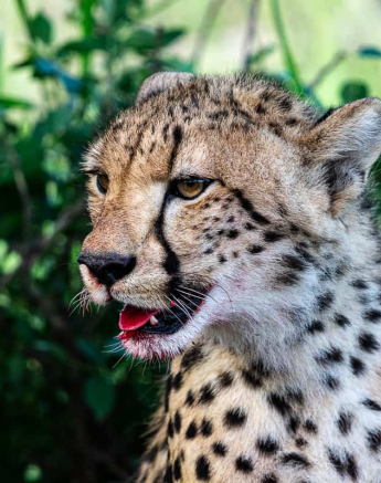 42 Ronald Mutero Cheetah 26122020 3 42 Ronald Mutero Cheetah 26122020 3