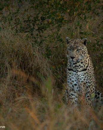 08Amy Leigh Leopard Dewane 1 130521 Final