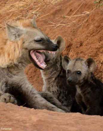 B35Jaco Faber Hyaena 3 290821 Final B35Jaco Faber Hyaena 3 290821 Final