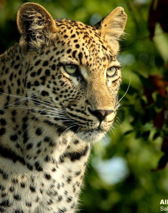 A30Ally Ross 20230104 Goloyni 02 Final