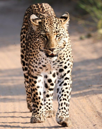 A31Coenraad Stapelberg Golonyi 040123 1 Final