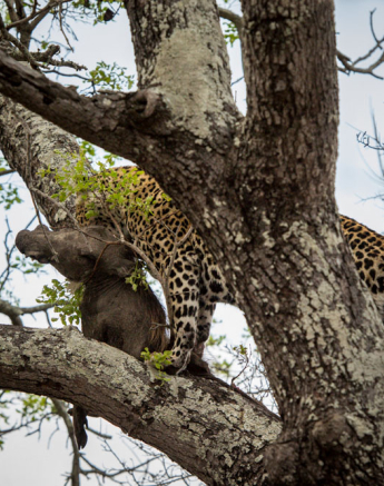 Mike Palmer Nottins Cub 2