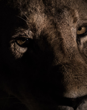 Southern Pride Split 02 Pravir