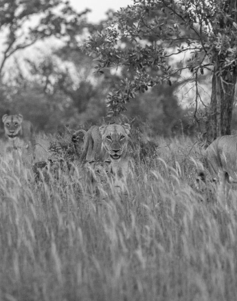 13Kyle 11 Jan 2017 Lions On The Move 5 Final 13Kyle 11 Jan 2017 Lions On The Move 5 Final