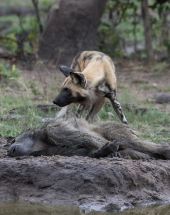 30Kyle 15 Nov Wild Dog Interactions 5 Final 30Kyle 15 Nov Wild Dog Interactions 5 Final