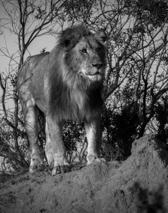 06Kevan Dobbie Avoca Males 240118 Final