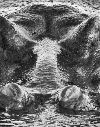 34Terry Ennever Monocrome Hippo Symmetry Final 34Terry Ennever Monocrome Hippo Symmetry Final