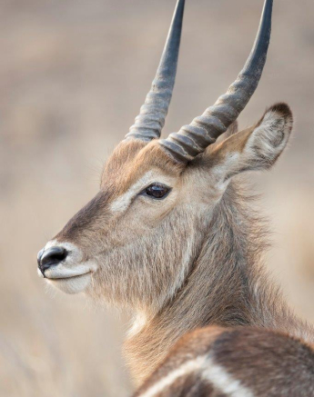 36Francois Malan Waterbuck 20181016 1 Of 1 Final 36Francois Malan Waterbuck 20181016 1 Of 1 Final