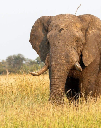 02Kevin Van Der Linde Elephant 16042019 Final 02Kevin Van Der Linde Elephant 16042019 Final
