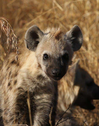05Steff McWilliam Hyena Cub 14072019 Final 05Steff McWilliam Hyena Cub 14072019 Final