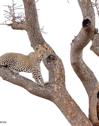 05Kevin Van Der Linde Scotia And Cub 30102019 3 Final 05Kevin Van Der Linde Scotia And Cub 30102019 3 Final