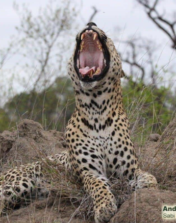 06andries Ndlovu Leopard Maxabeni 201120 1 Final 06andries Ndlovu Leopard Maxabeni 201120 1 Final
