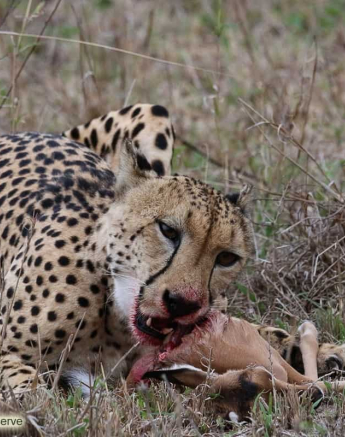 06andries Ndlovu Cheetah 191119 2 Final