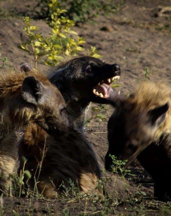 06Rebecca Boshoff Hyaena 7 Final 06Rebecca Boshoff Hyaena 7 Final