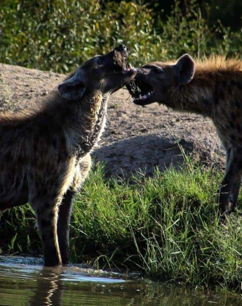 20Rebecca Boshoff Hyaena 19 Final 20Rebecca Boshoff Hyaena 19 Final