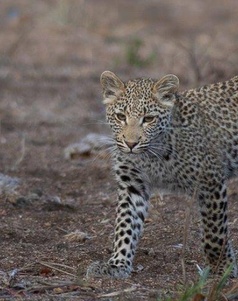 03Tyron Van Der Walt Kigelia And Cub 090920 3 Final 03Tyron Van Der Walt Kigelia And Cub 090920 3 Final