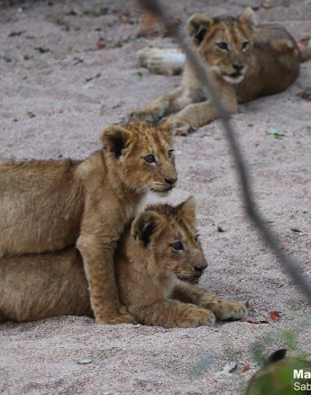 32Marco Vietti Styx Cubs 180721 Final