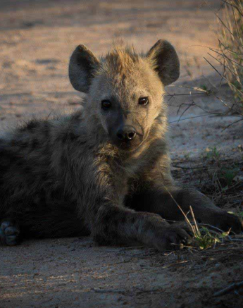 06Kevan Dobbie Hyena Cub 1511.2 Final 06Kevan Dobbie Hyena Cub 1511.2 Final