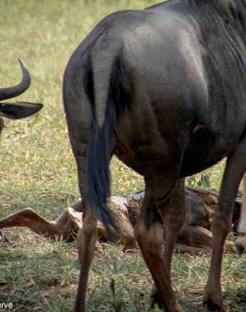 12Rebecca Boshoff Wildebeest Birth 12 10.12.2020 Final 12Rebecca Boshoff Wildebeest Birth 12 10.12.2020 Final