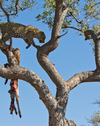Arboreal Acrobat 4 Arboreal Acrobat 4