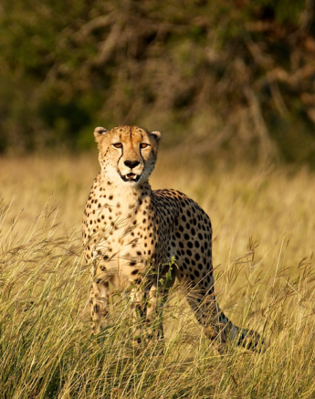 Cheetah Kev Cheetah Kev