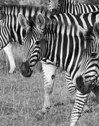 Courtney Dalziel 3 Zebra Courtney Dalziel 3 Zebra