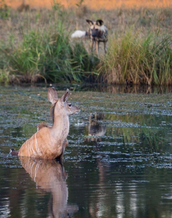 11Kosie Lategan Wild Dogs Kill 11Kosie Lategan Wild Dogs Kill