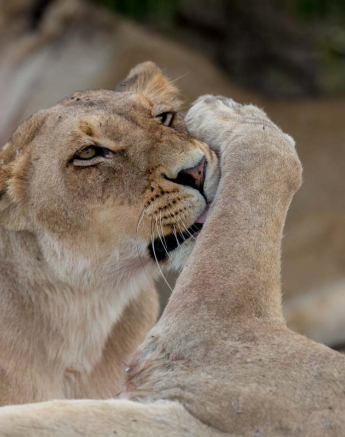01Pravir Patel Lion04 01Pravir Patel Lion04