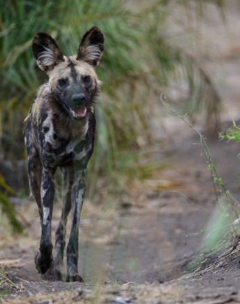 02Mike Palmer Wild Dogs 130116 3 02Mike Palmer Wild Dogs 130116 3