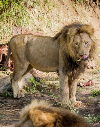 16Franscois Rosslee Tooth