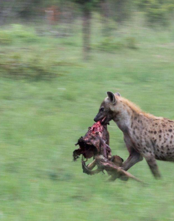 23Mike L Hlarulini Hyena 3