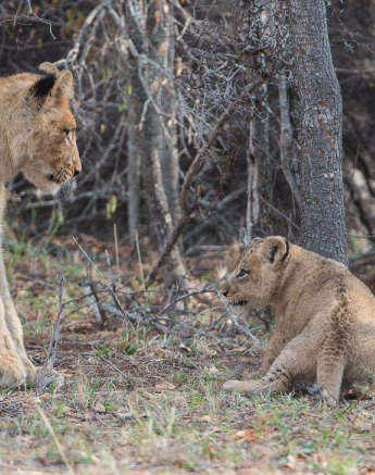 08Terry Ennever SP Cubs 16 8 16 4 08Terry Ennever SP Cubs 16 8 16 4