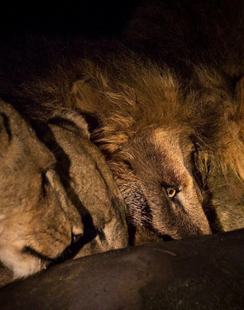 03Franscois Rosslee Lions1 Final 03Franscois Rosslee Lions1 Final