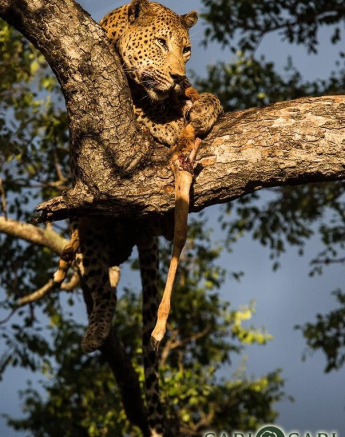 13Terry Ennever Max 261216 1 Final