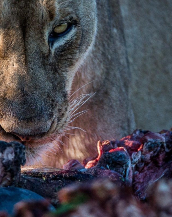 01Terry Ennever Hunger Games4 Final