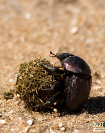 25Frederik Aucamp Dung Beetle Final 25Frederik Aucamp Dung Beetle Final