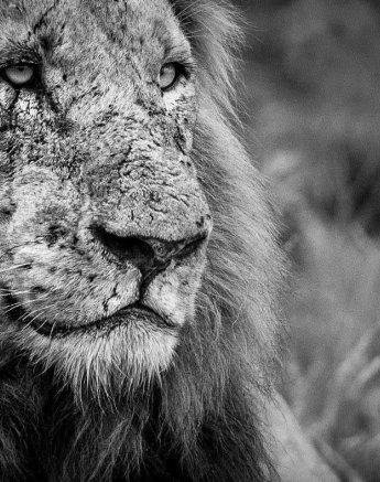 17Terry Ennever Lions 26218 1 Final