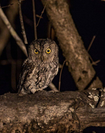 35Kevan Dobbie Scops Owl 251018 Final 35Kevan Dobbie Scops Owl 251018 Final