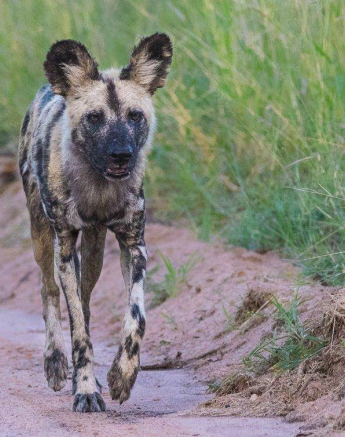 01Kevan Dobbie Wild Dog 210319 3 Final