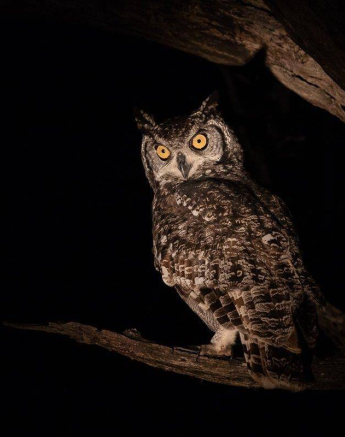 28Kevan Dobbie Spotted Eagle Owl 050419 Final 28Kevan Dobbie Spotted Eagle Owl 050419 Final