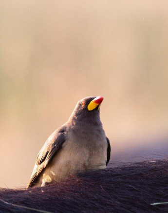 48Frederik Aucamp Yellow Billed Oxpecker28 04 2019 Final 48Frederik Aucamp Yellow Billed Oxpecker28 04 2019 Final