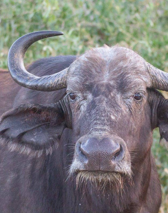 05Frederik Aucamp Cape Buffalo 10 07 2019 Final