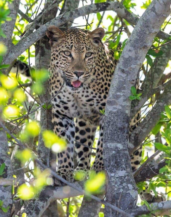 04Kevin Van Der Linde Ntsumi 29112019 2 Final 04Kevin Van Der Linde Ntsumi 29112019 2 Final