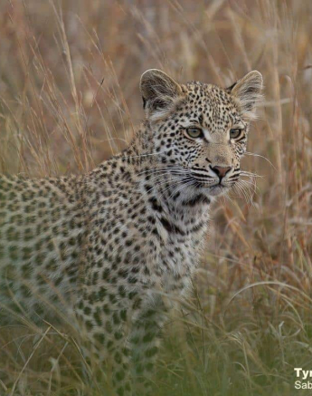 06Tyron Van Der Walt Kigelia And Cub 090920 6 Final 06Tyron Van Der Walt Kigelia And Cub 090920 6 Final