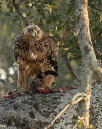 22Tyron Van Der Walt Tawny Eagle W Genet Kill 280520 1 Final