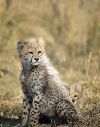 A39Ally Ross 20211020 Cheetah Cub 01 Final A39Ally Ross 20211020 Cheetah Cub 01 Final