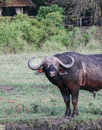 B12Coenraad Stapelberg Buffalo 091122 2 Final