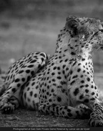 1962319 742037155843938 728227816745521789 O